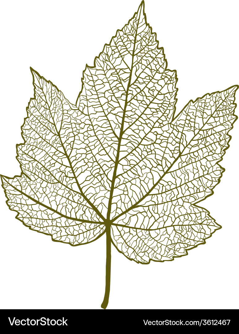 Maple leaf isolated Royalty Free Vector Image - VectorStock