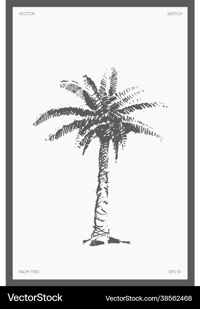 Realistic Palm Tree Sketch Vector Image