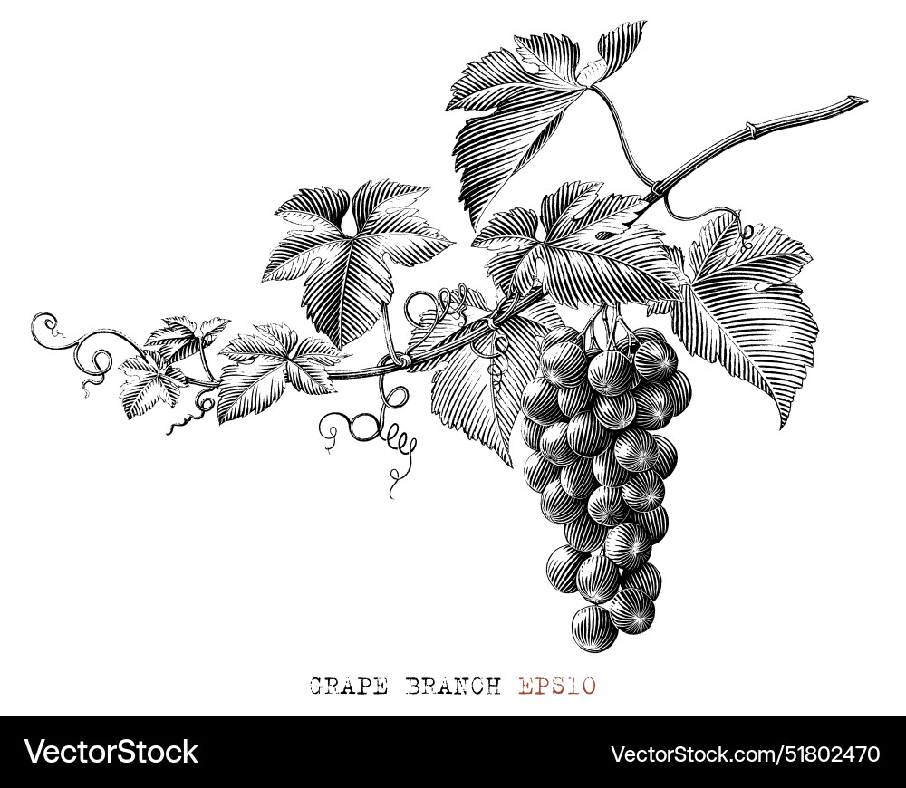 Grape branch hand drawing vintage style black Grape branch hand drawing vintage style black vector image