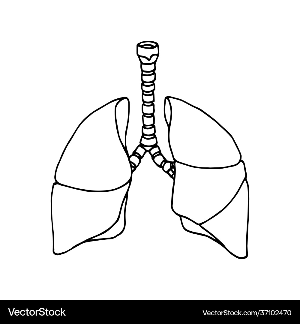 Human lungs trachea organs respiratory system Human lungs trachea organs respiratory system vector image