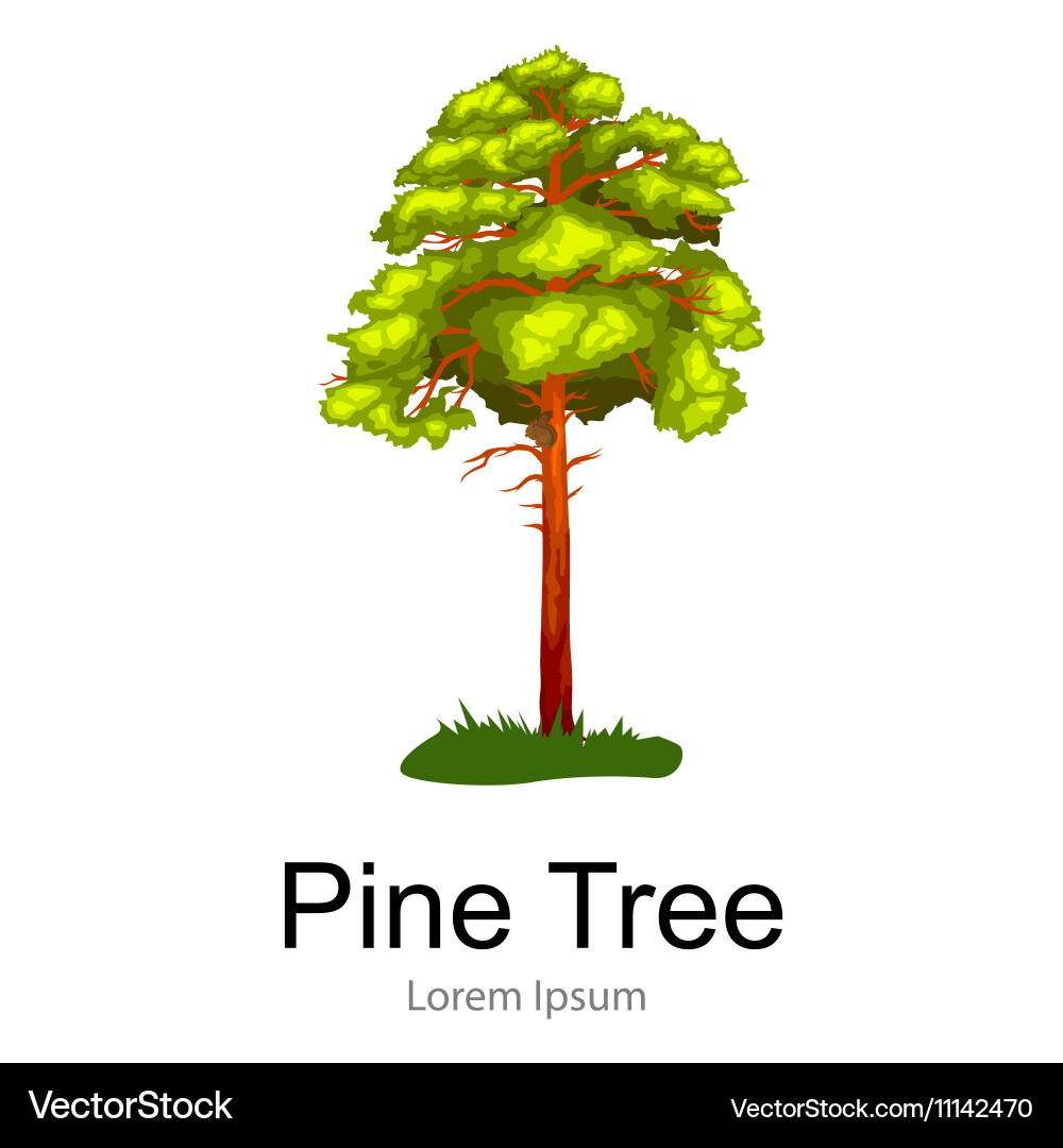 Pine tree with branch and leafs in the wild forest vector image