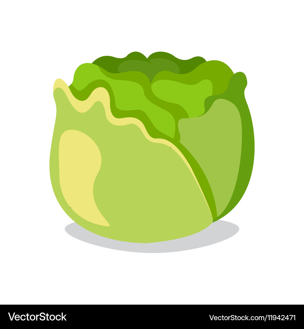 Cabbage icon in flat style isolated object Vector Image