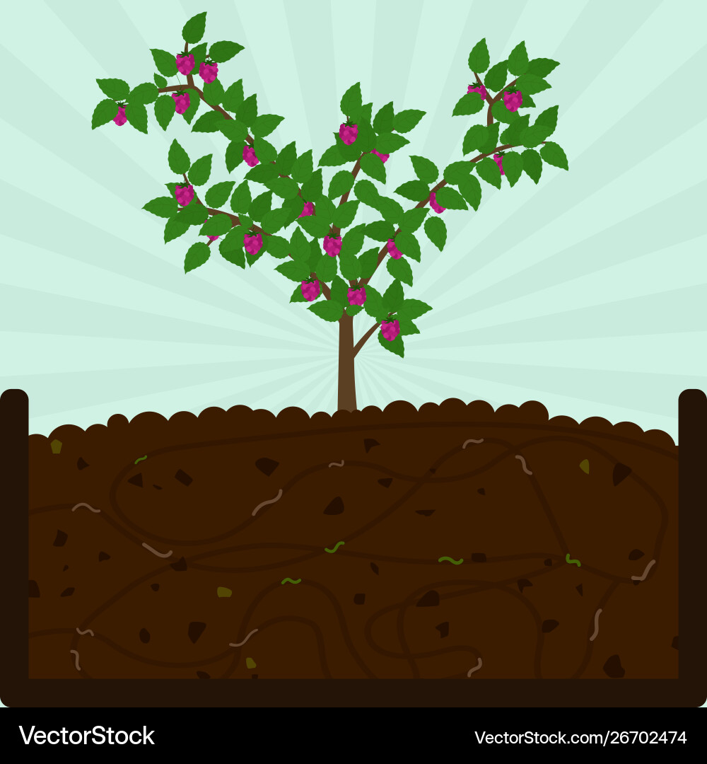 Raspberry Tree Planting & Composting Vector Image