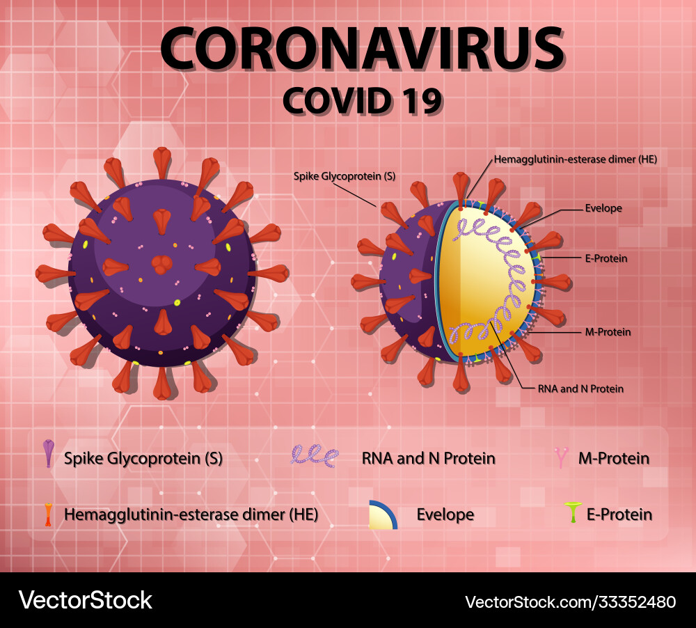 Diagram corona virus particle structure Diagram corona virus particle structure vector image