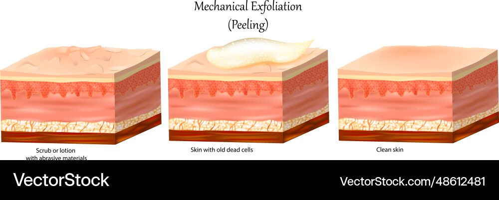 Mechanical exfoliation or peeling skin care Mechanical exfoliation or peeling skin care vector image