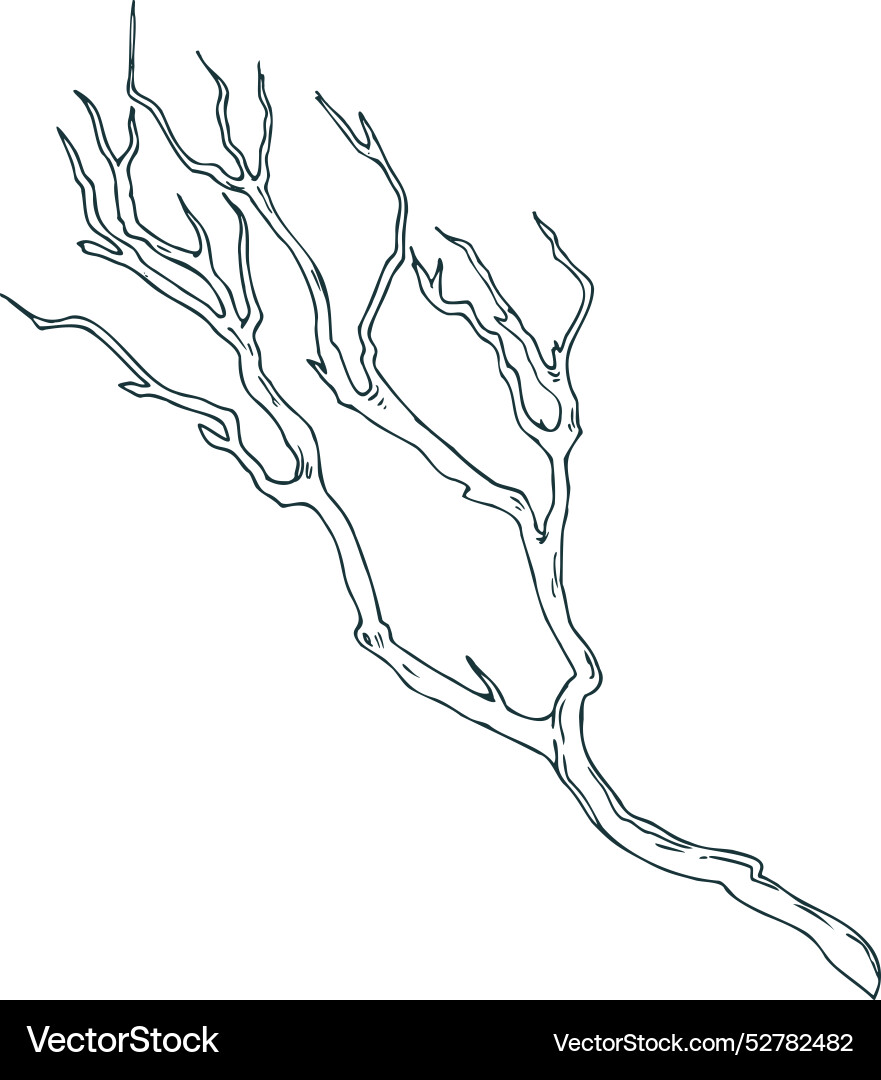 Dry tree branch without leaves line art Vector Image