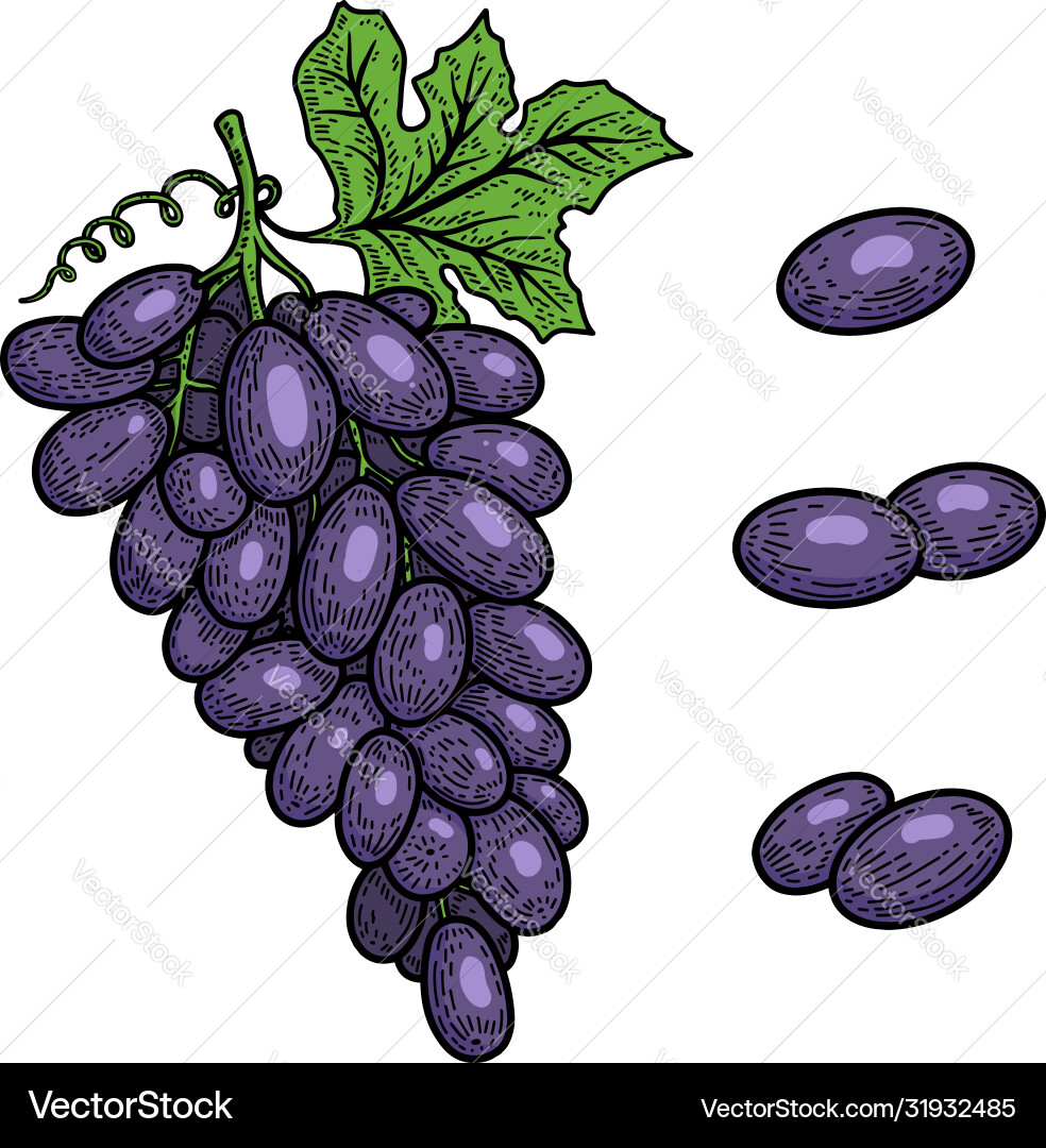 Grapes in engraving style design element for logo Grapes in engraving style design element for logo Vector Image