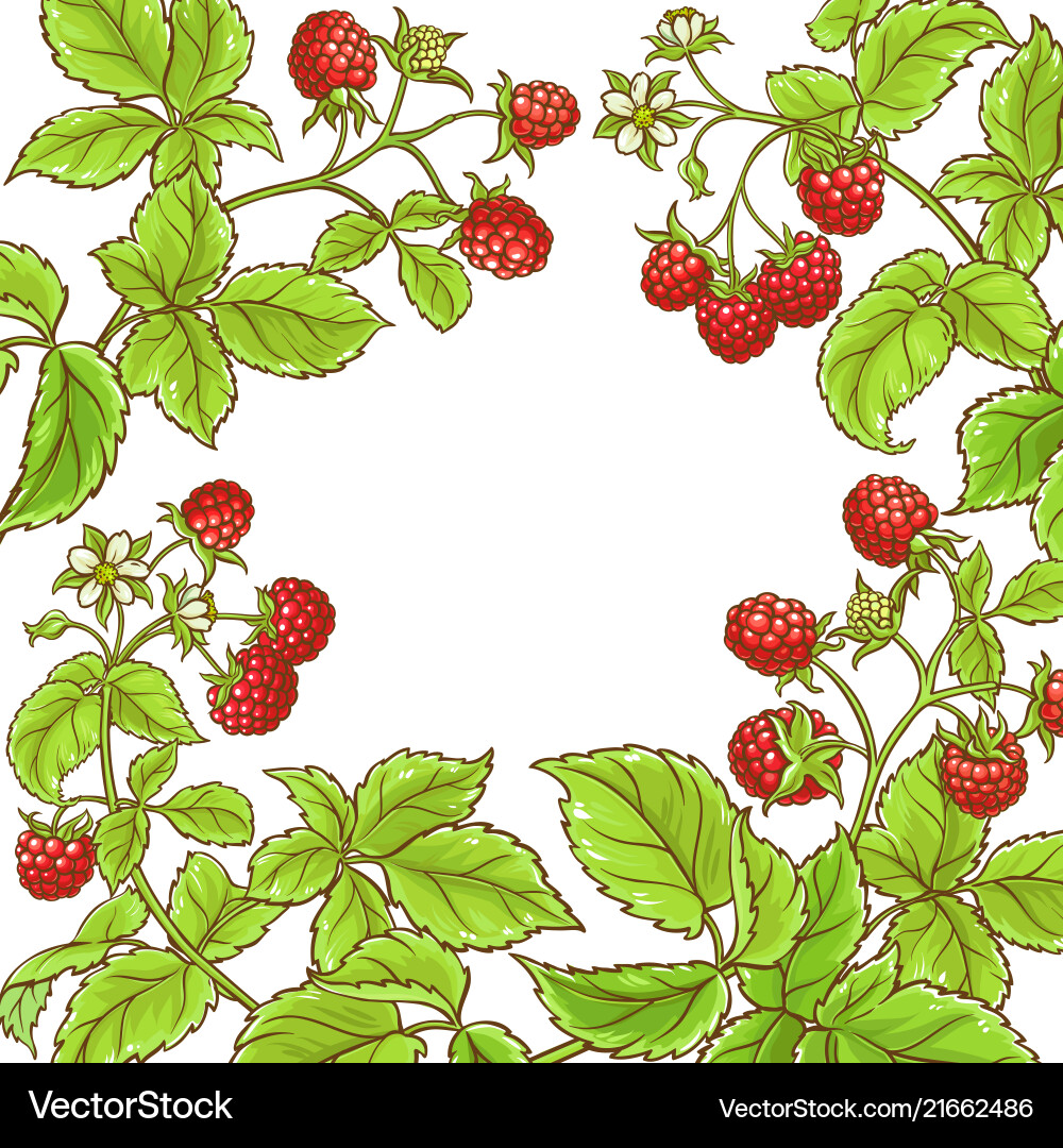 Raspberry branch frame vector image