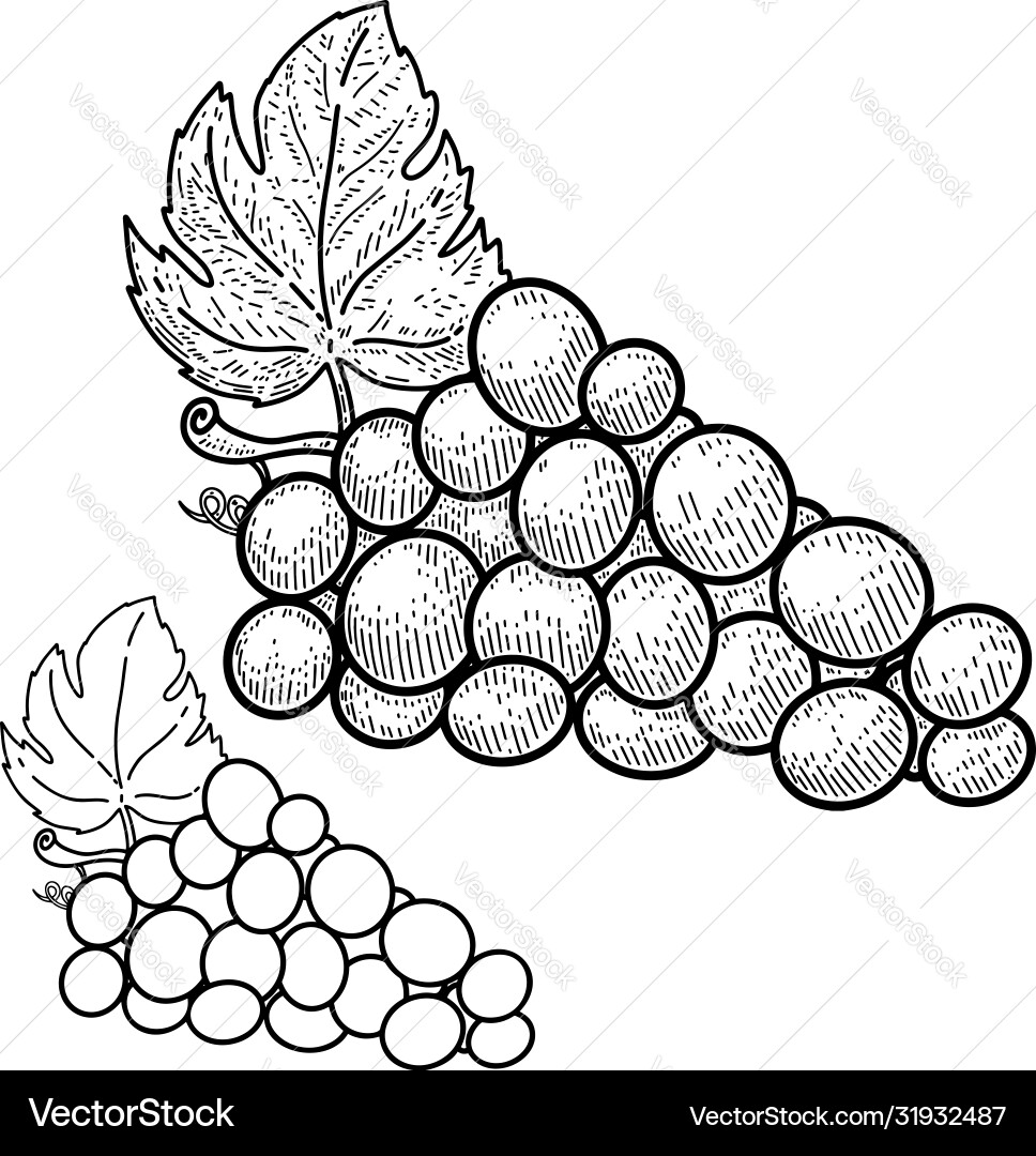 Wine grape in engraving style design element Wine grape in engraving style design element vector image
