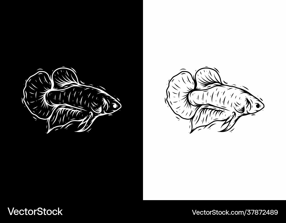 Black and white line art drawing betta fish Vector Image