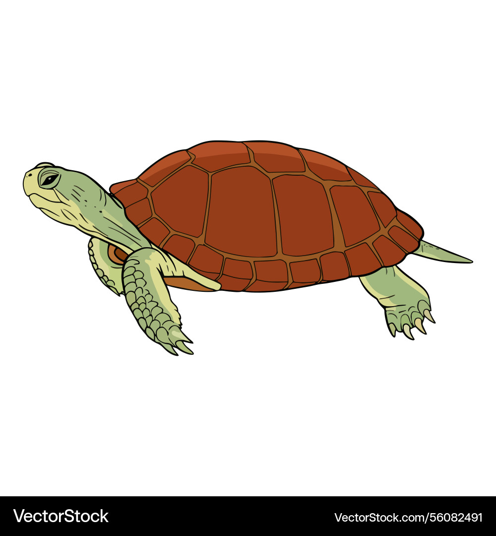 Turtle side view tortoise reptile Vector Image