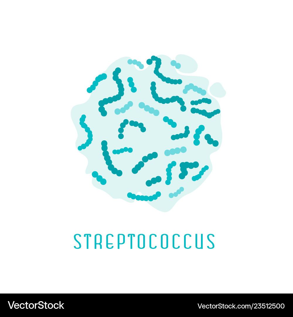 Streptococcus pyogenes image Streptococcus pyogenes image vector image