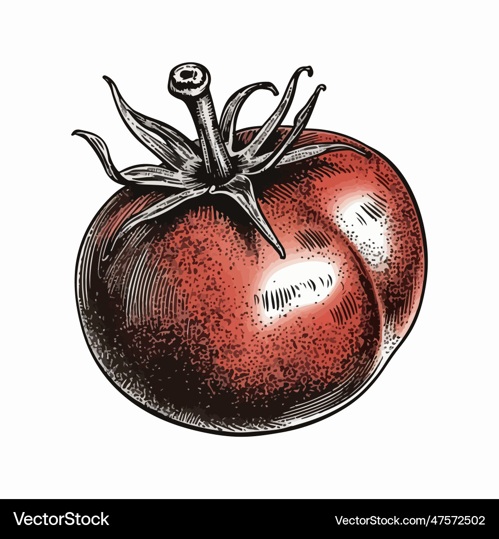 Tomato drawing isolated hand drawn engraved style Tomato drawing isolated hand drawn engraved style vector image