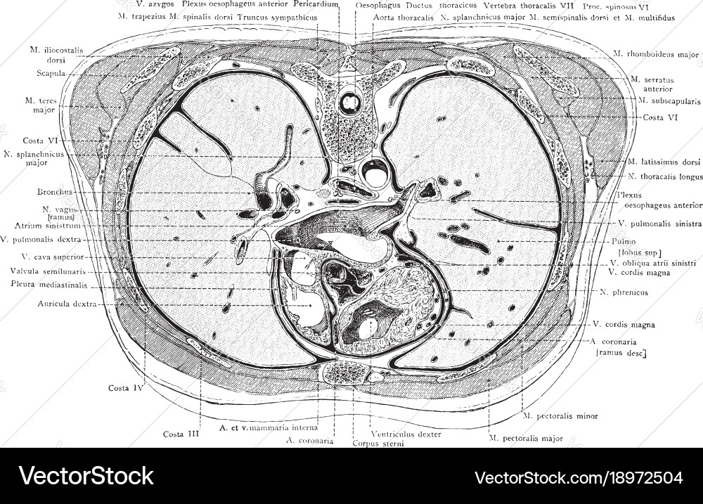 Cross section of the trunk through aortic vector image