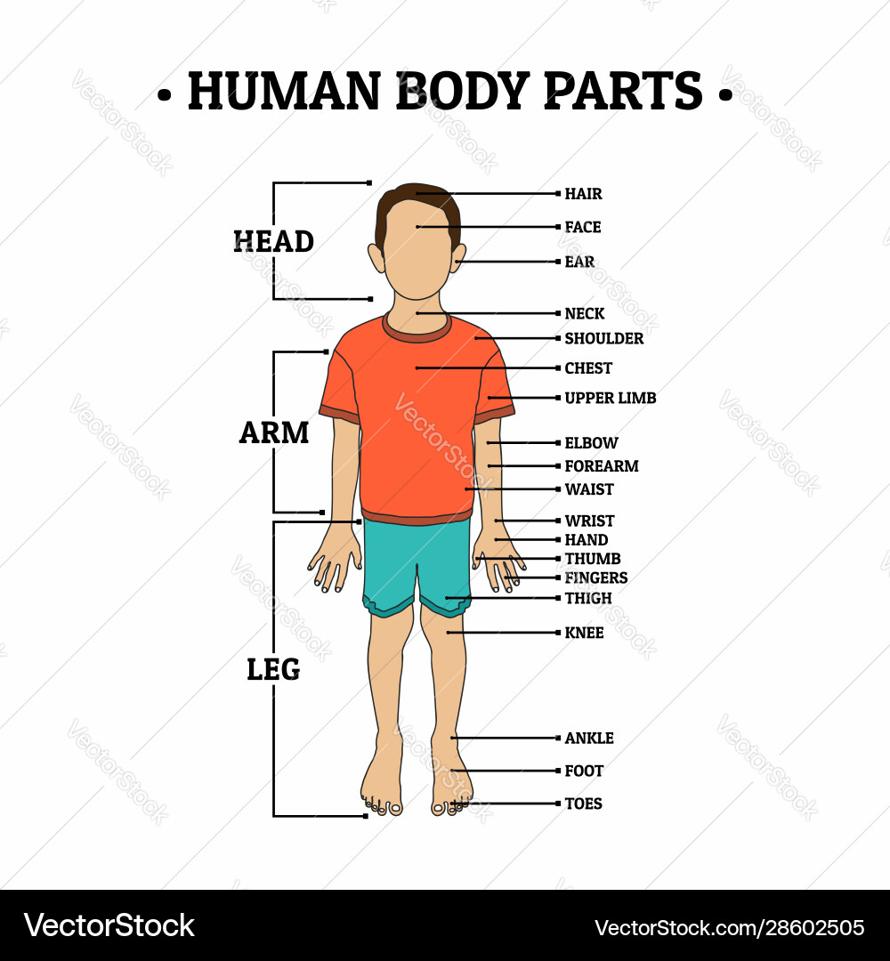 Human body parts including head arm leg hair face Human body parts including head arm leg hair face vector image
