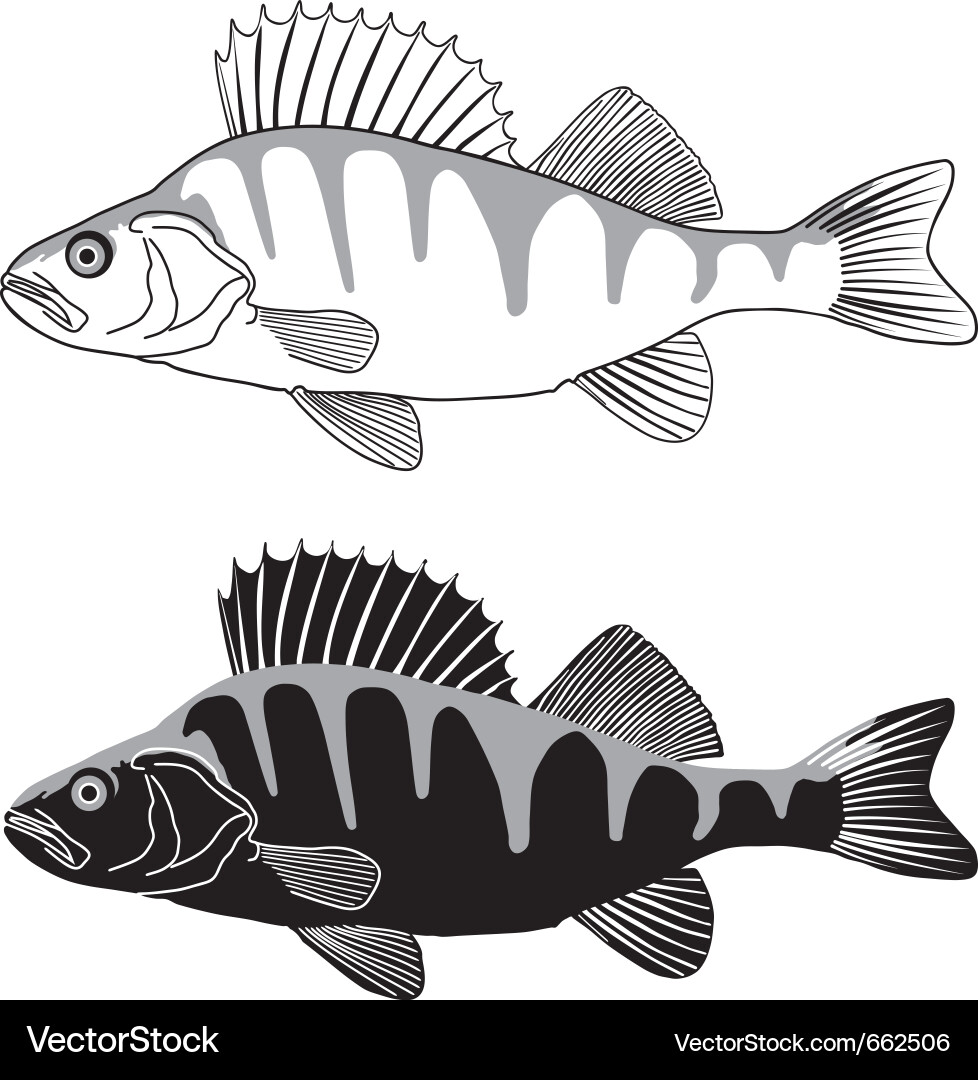 Perch fish Royalty Free Vector Image - VectorStock