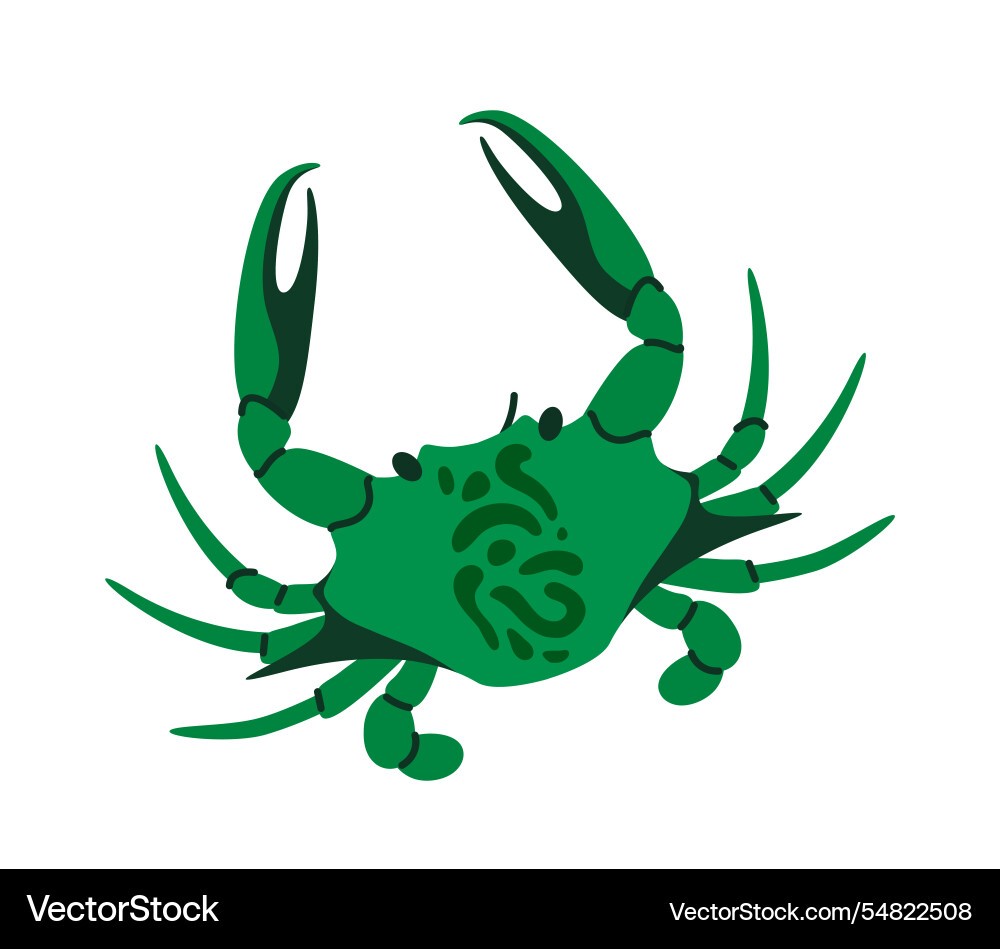 Green crab with detailed claws and shell patterns Green crab with detailed claws and shell patterns Vector Image