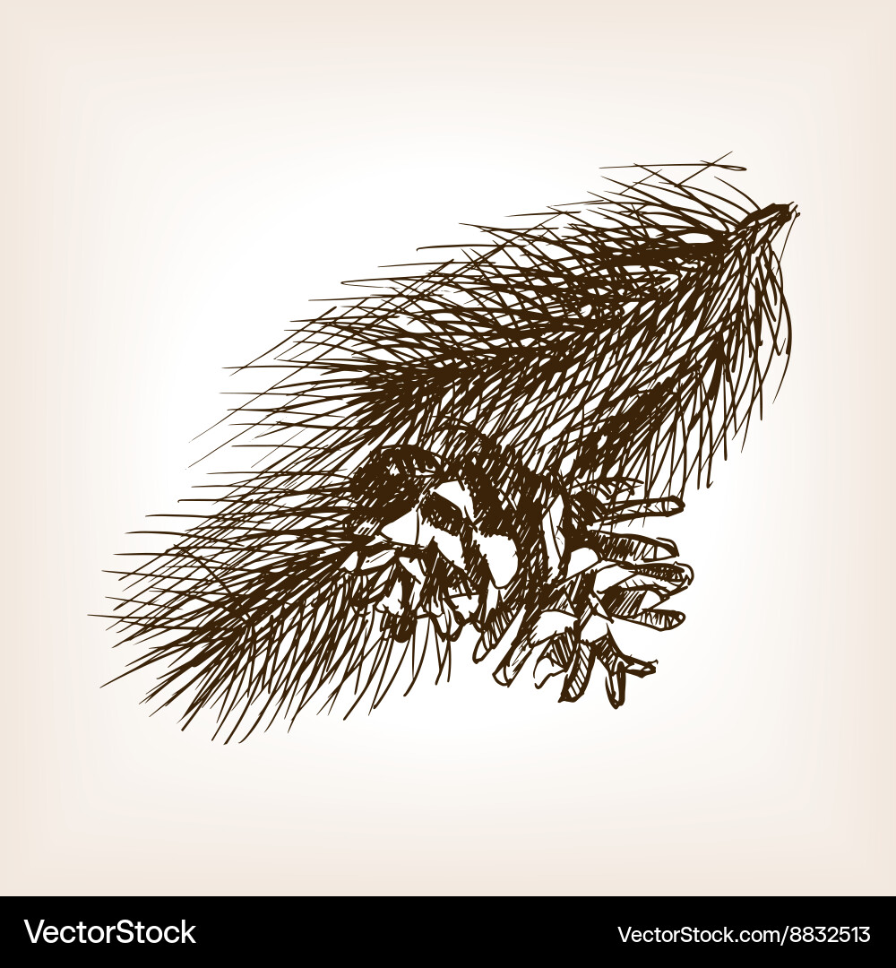 Pine branch sketch style Vector Image