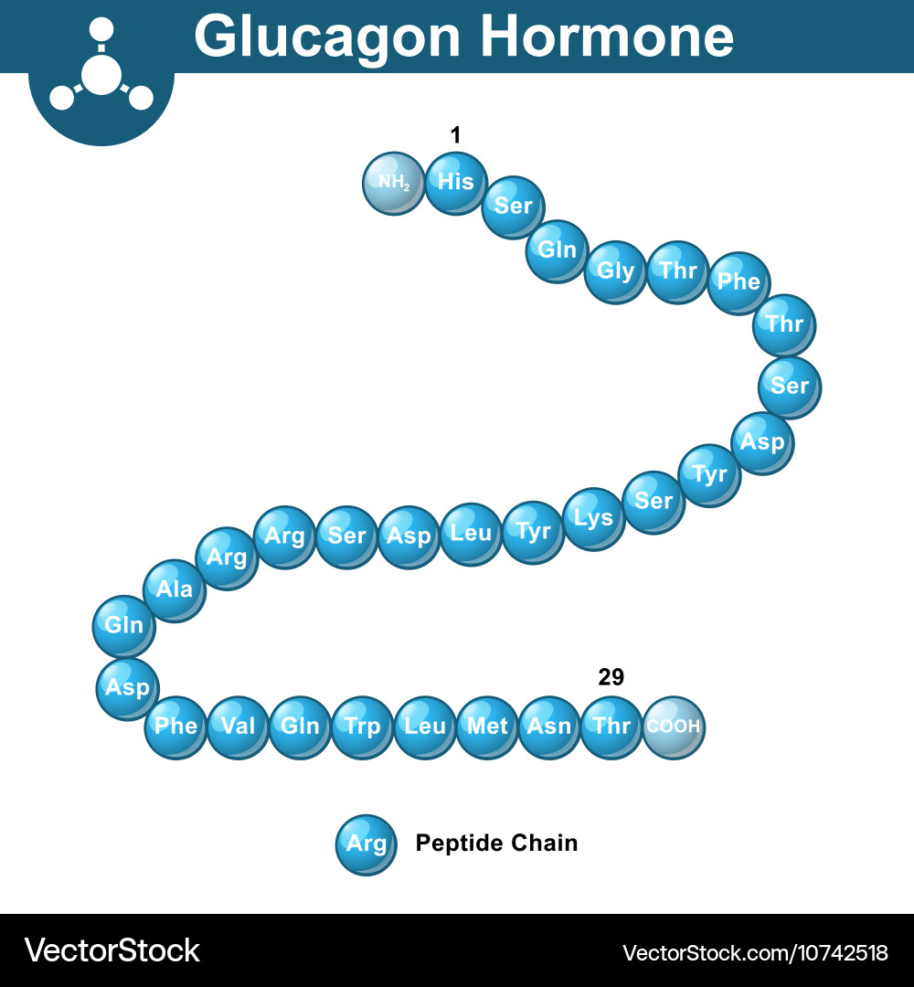 Glucagon - The Mobilization Signal