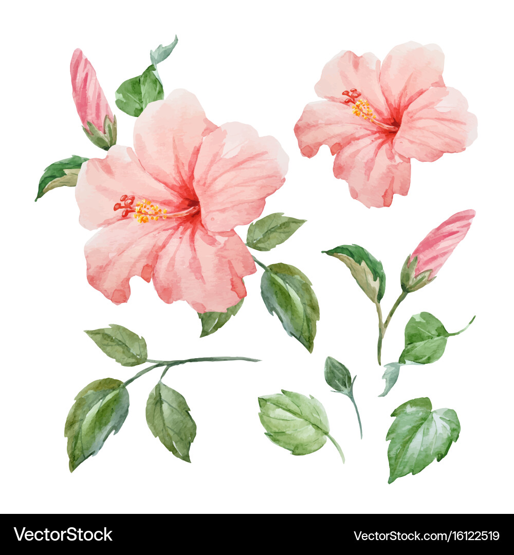 Tropical Watercolor Hibiscus Vector Image
