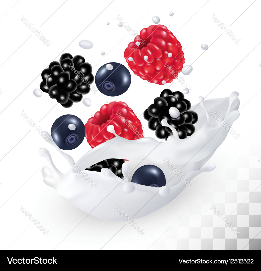Raspberry and blueberry blackberry in a milk Vector Image