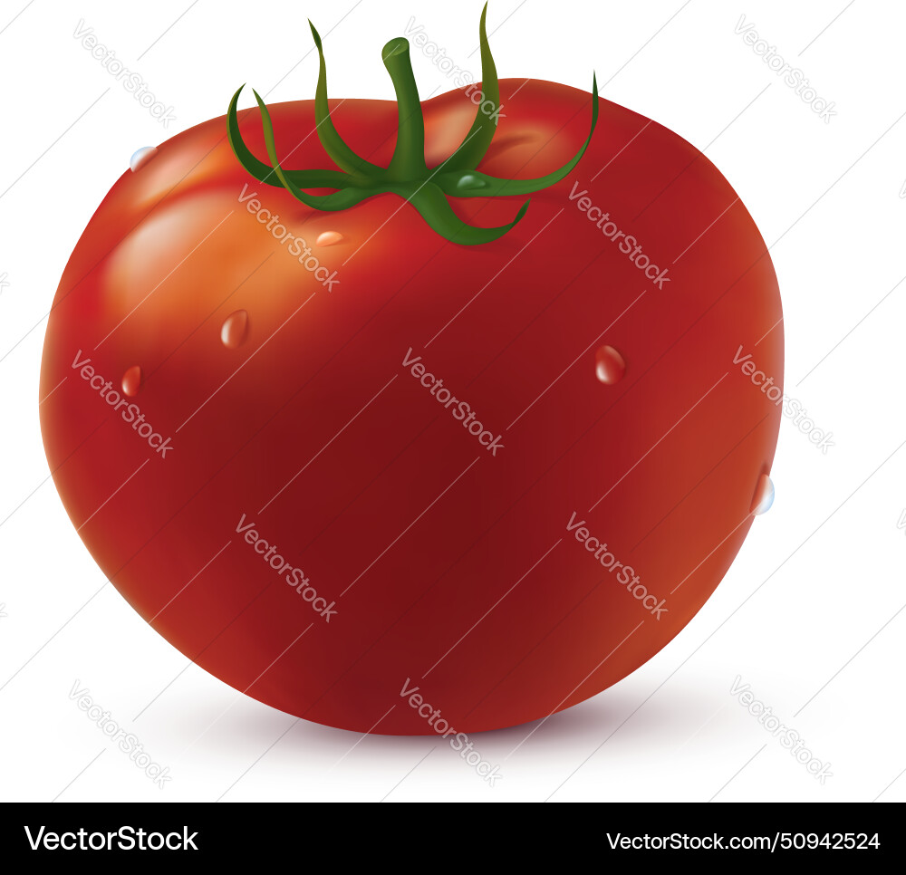 Große Tomaten mit Wassertropfen Große Tomaten mit Wassertropfen vektorbild