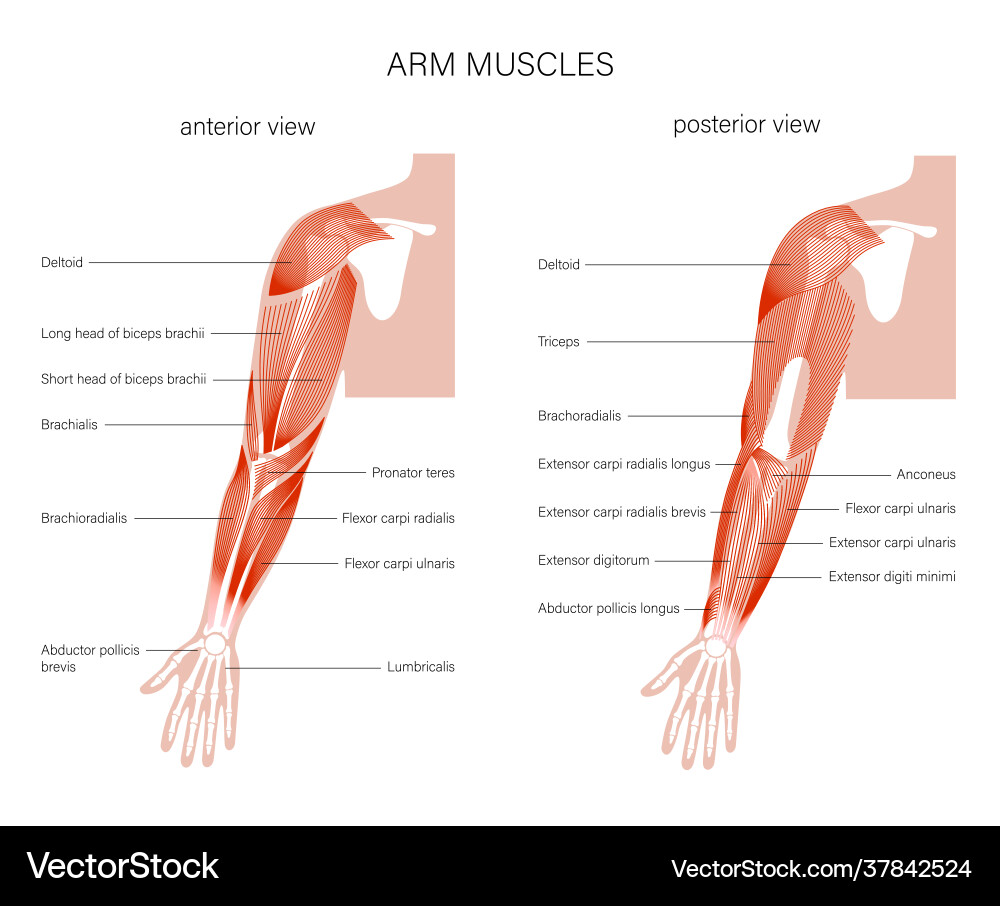Anatomical illustration of human hand structures, image size:1000x906