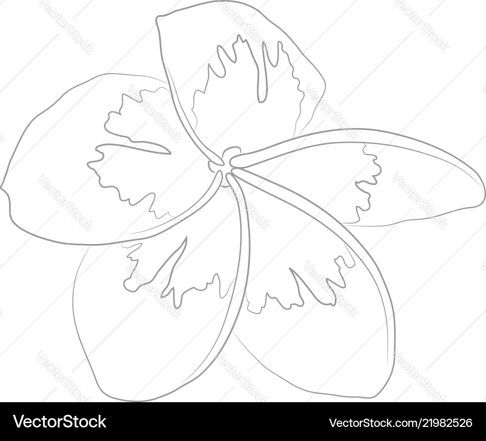 Plumeria Frangipani Floral Sketch Vector Image