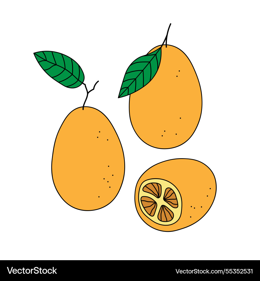 Kumquat Zitruspflanzen auf isoliertem Hintergrund Kumquat Zitruspflanzen auf isoliertem Hintergrund Vektorbild