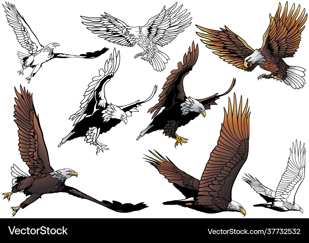 Set flying bald eagle Royalty Free Vector Image