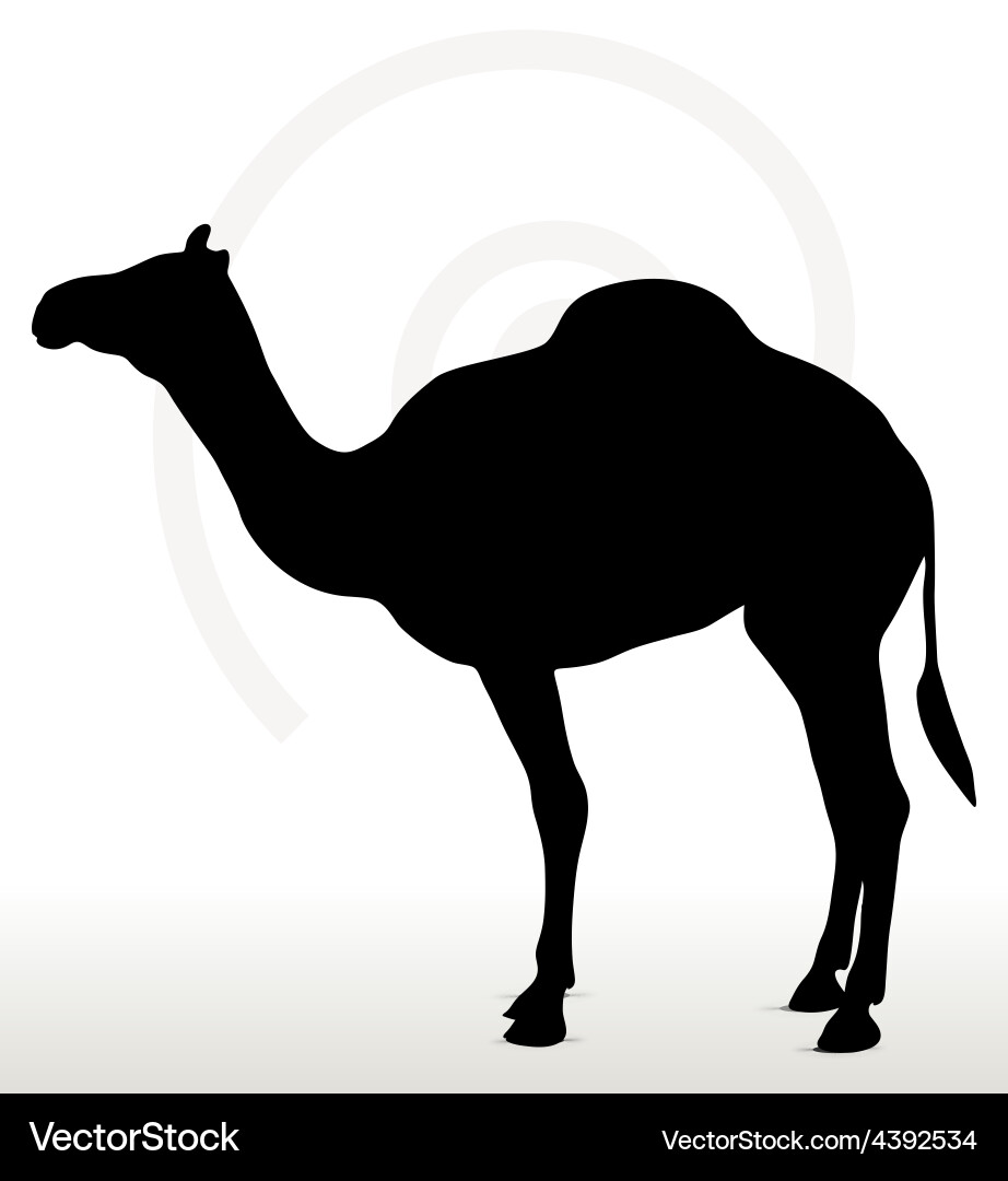 Camel in default pose vector image