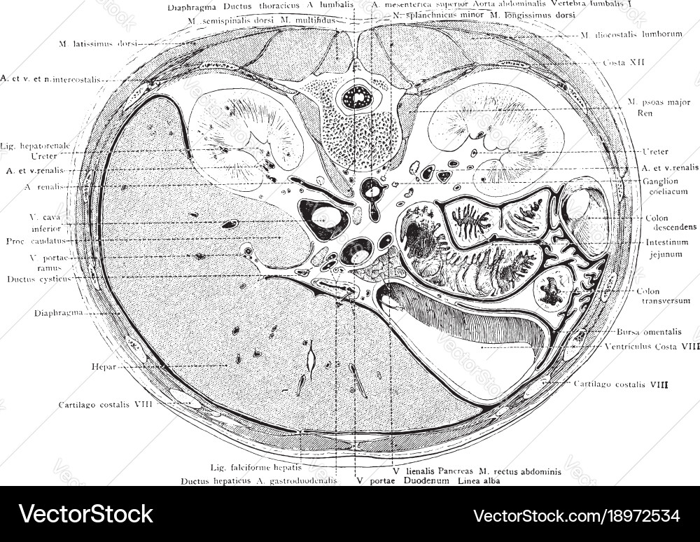 Cross section of the trunk through first vector image