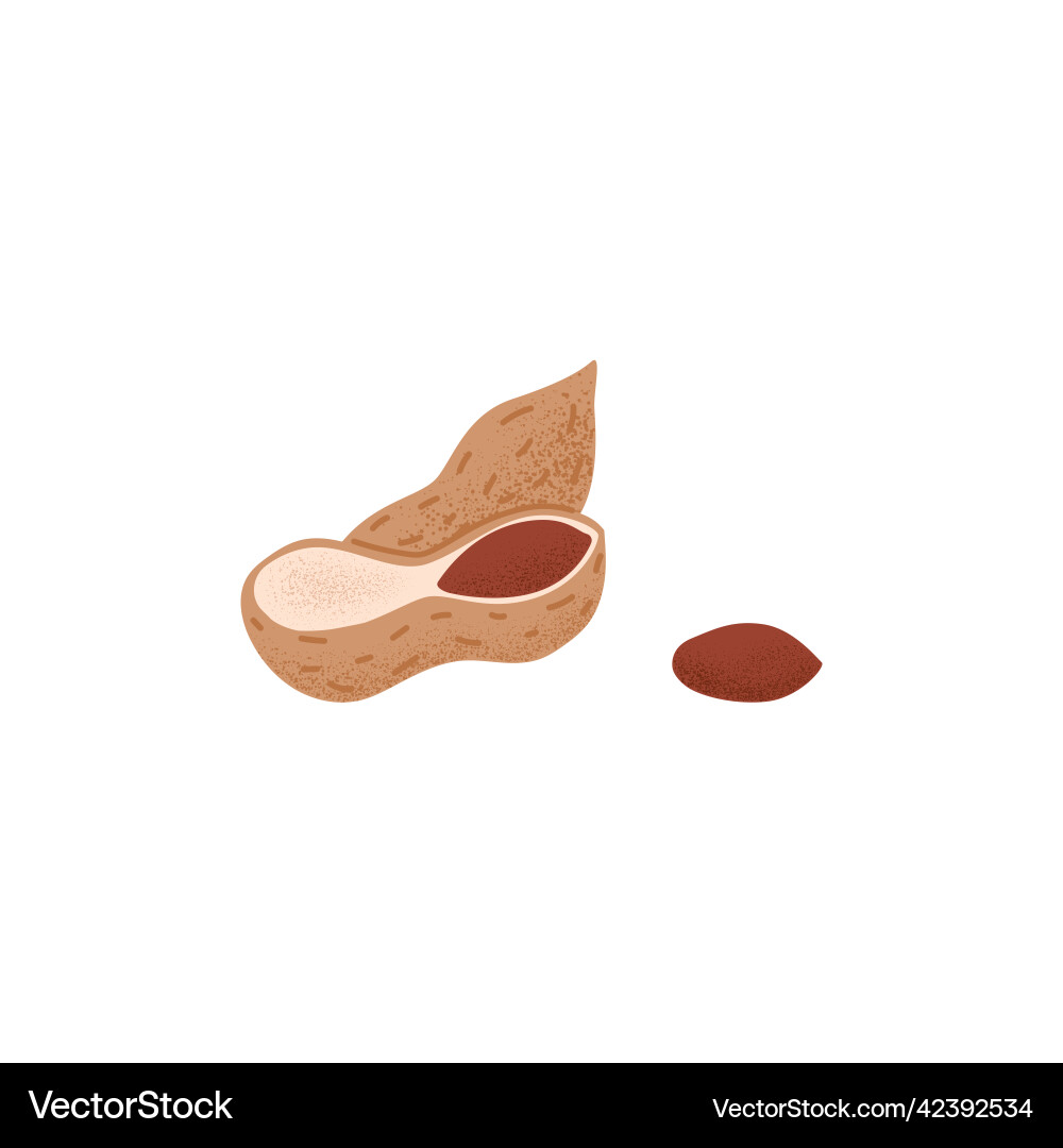 Peanuts in shell cracked nutshell of groundnut Peanuts in shell cracked nutshell of groundnut Vector Image