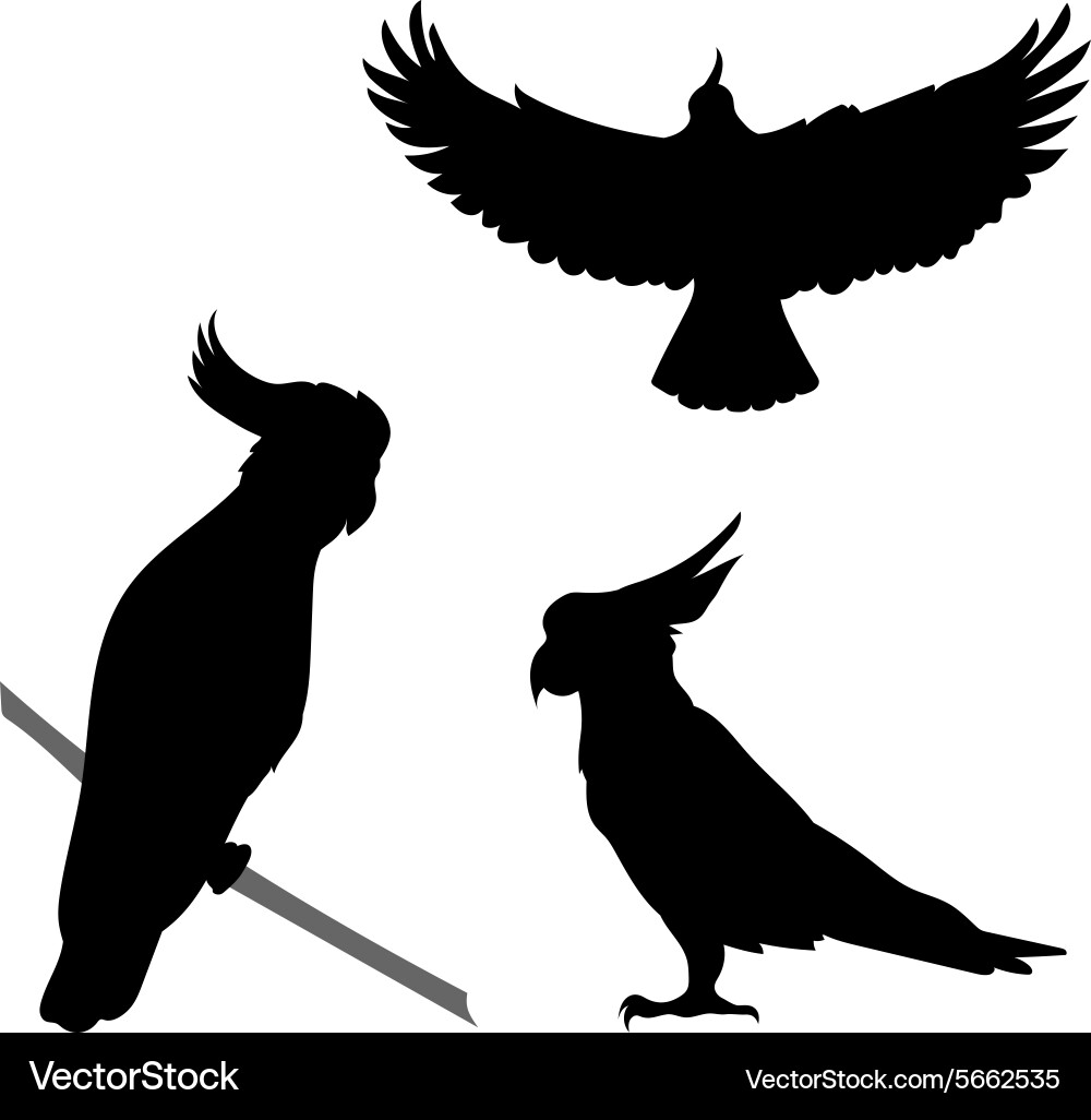 Cockatoo Bird Silhouettes Vector Image