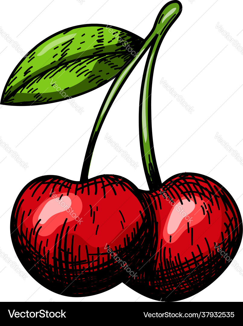 Icon cherry Royalty Free Vector Image - VectorStock