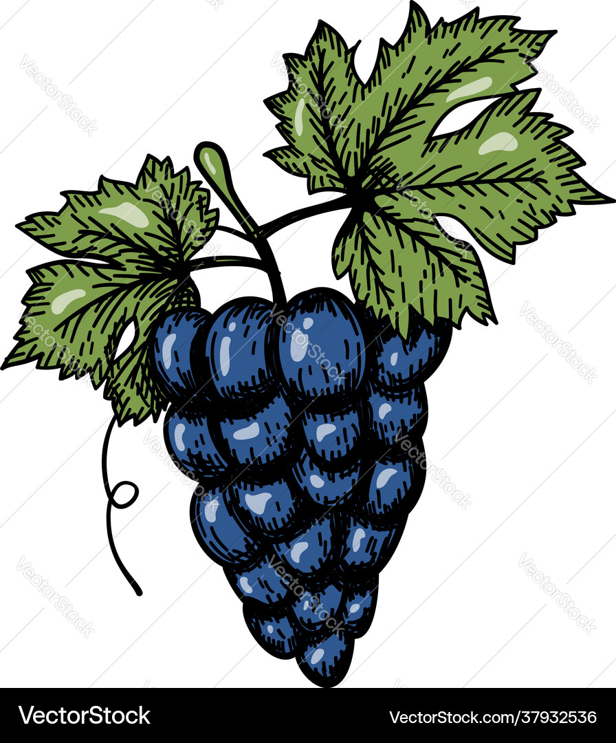 Icon grape Royalty Free Vector Image - VectorStock