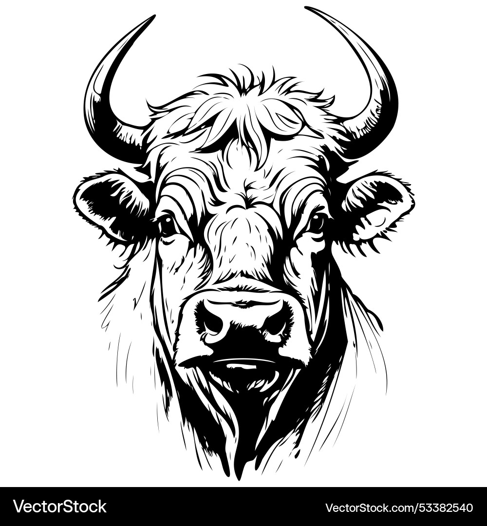 Realistic beefalo portrait hand drawn animal Realistic beefalo portrait hand drawn animal vector image