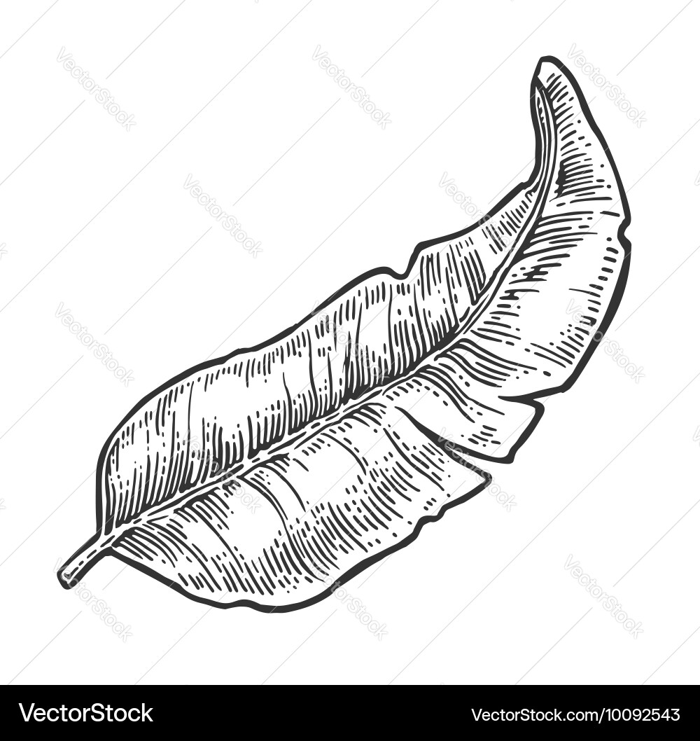 Vintage Banana Leaf Engraving Vector Image