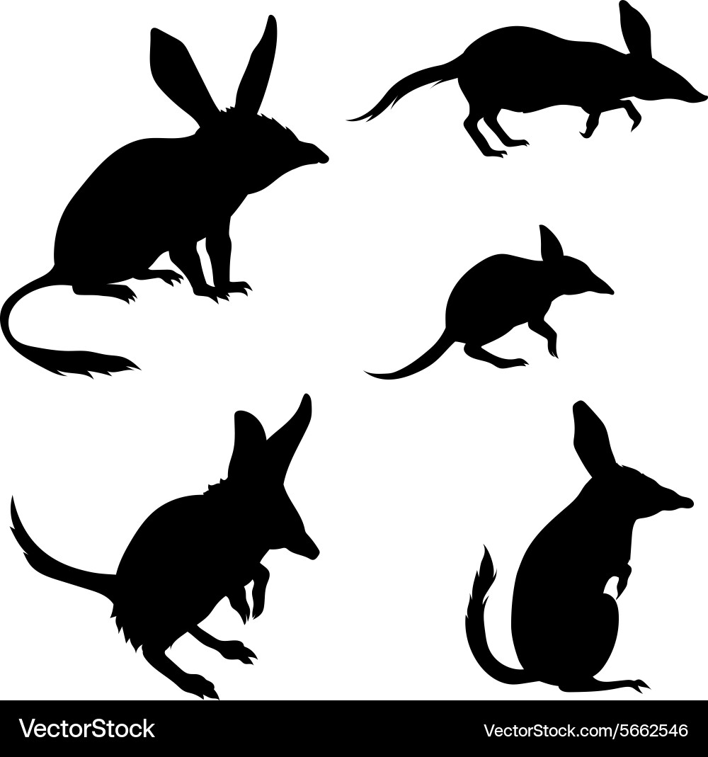 Bandicoot Silhouettes - Animal Icons Vector Image