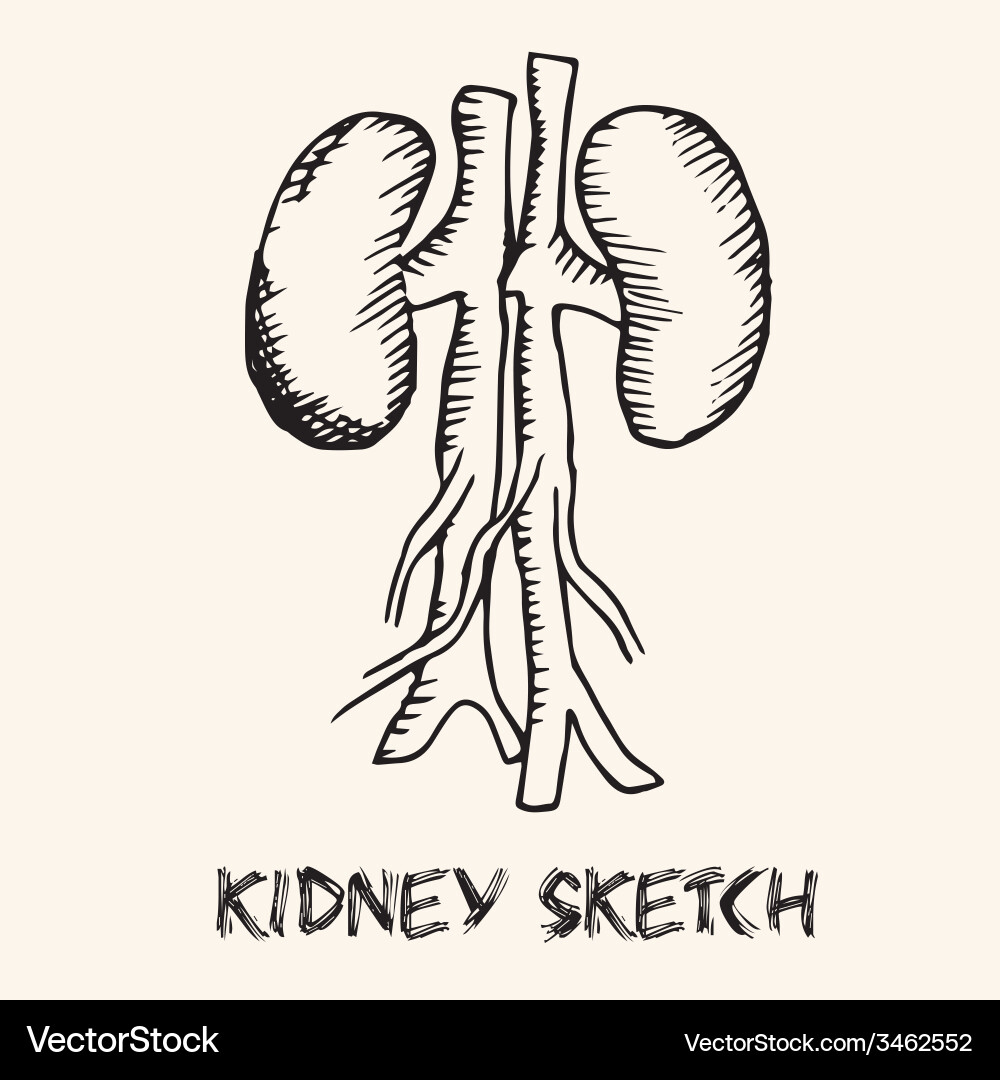 Human organs in sketches style set background Vector Image