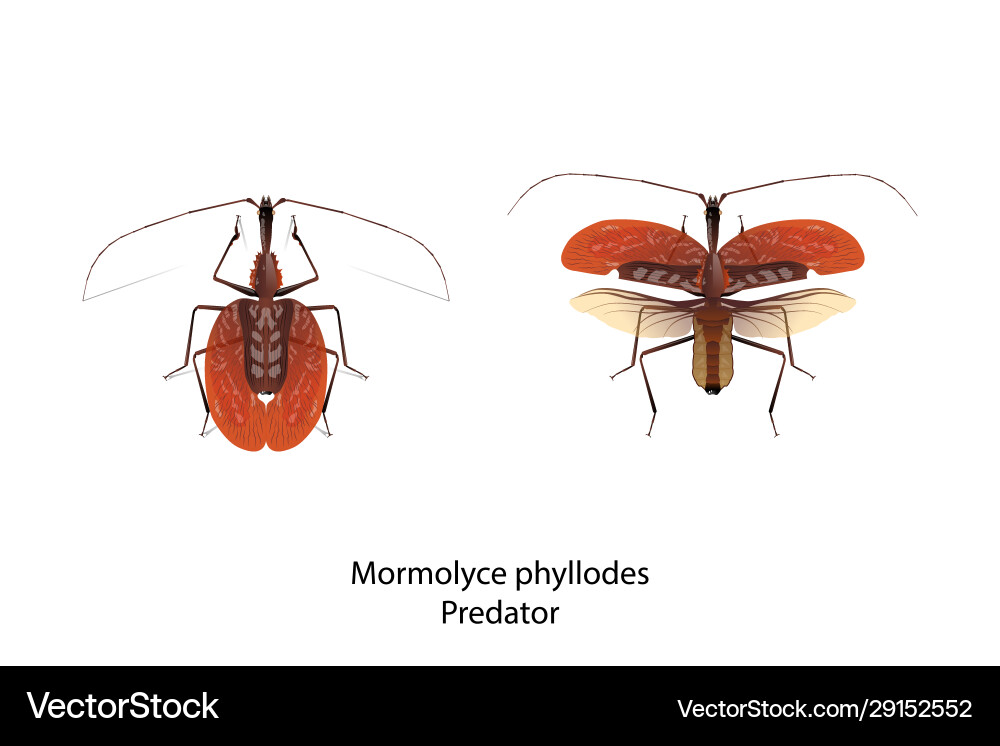 Mormolyce phyllodes object Mormolyce phyllodes object vector image