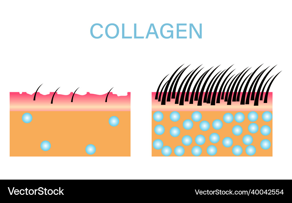 Collagen protection skin care cosmetic design Collagen protection skin care cosmetic design vector image
