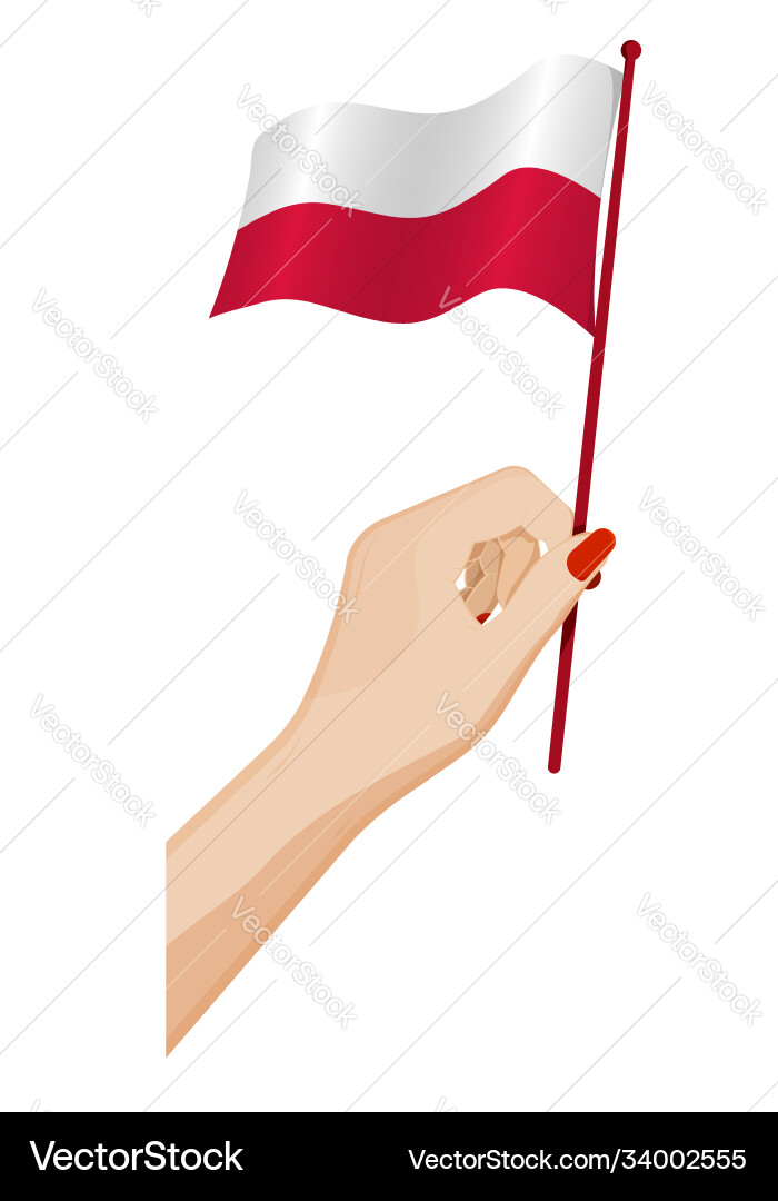 Female hand gently holds small flag poland Vector Image