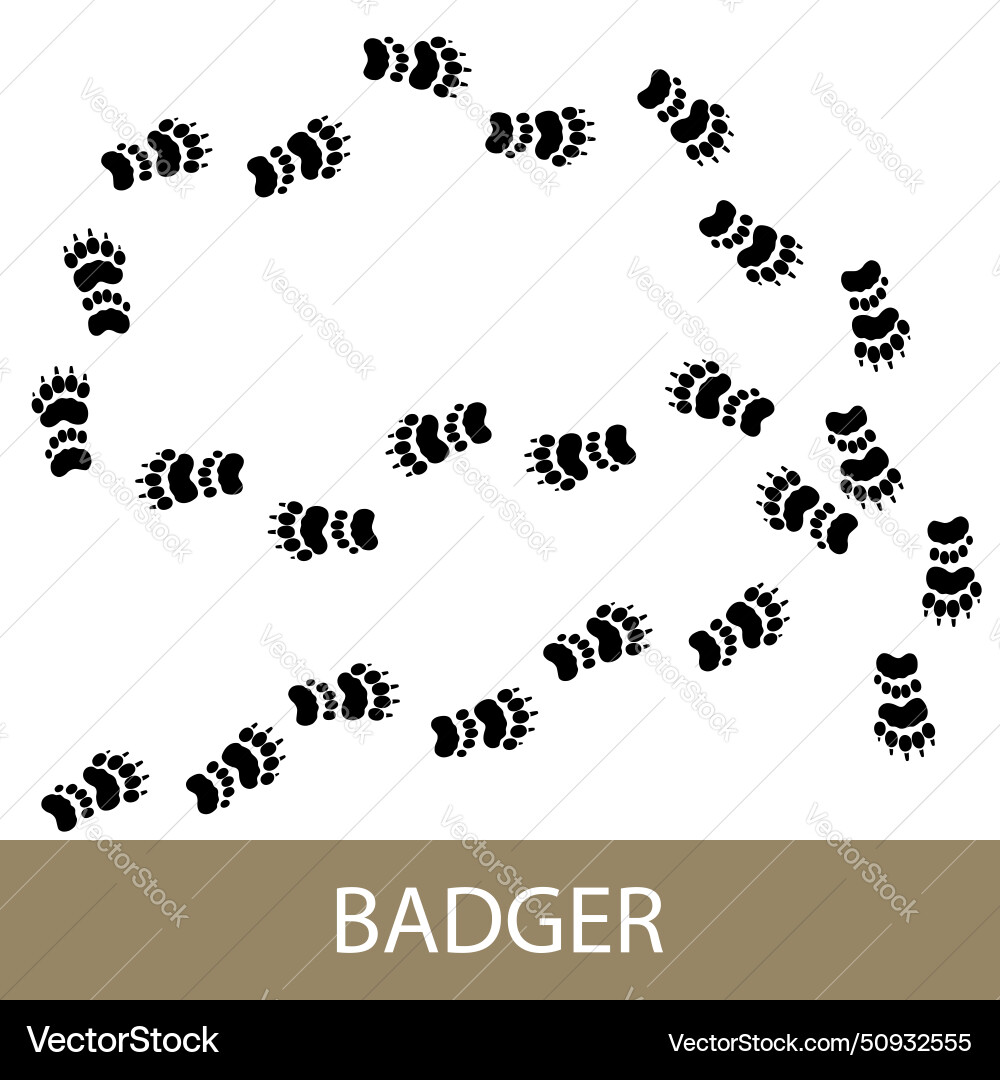 Trace of forest animal european badger Trace of forest animal european badger vector image