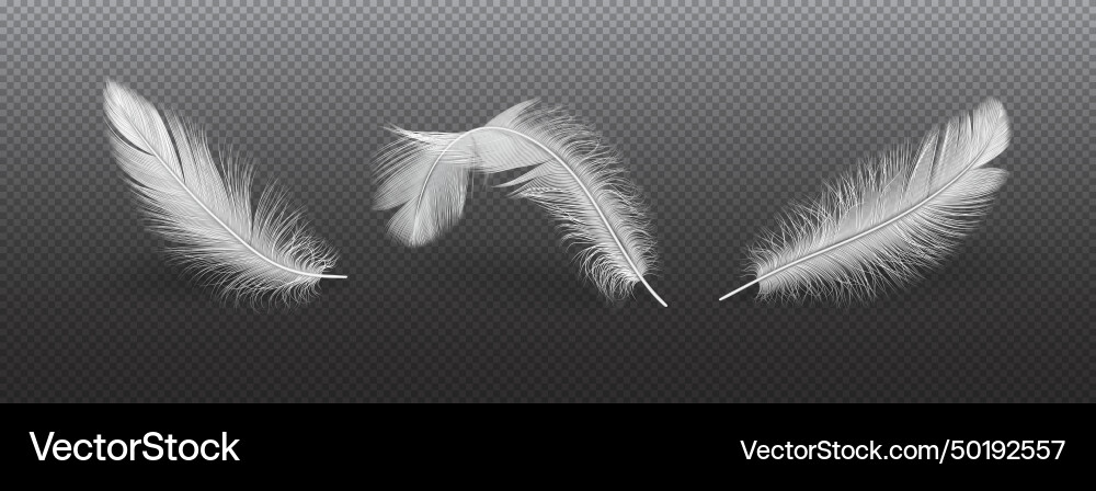 Light bird feathers realistic set Light bird feathers realistic set Vector Image