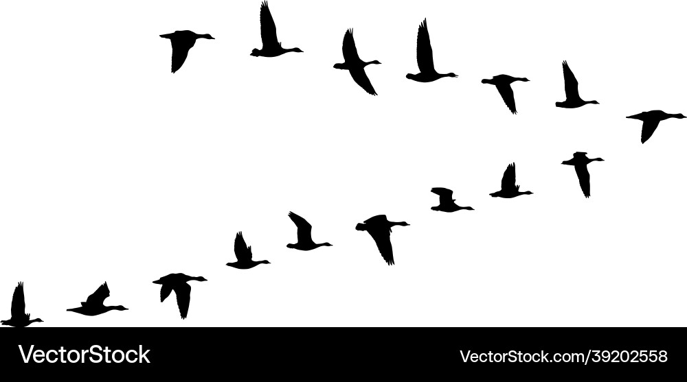 Goose Flock in V Formation Vector Image