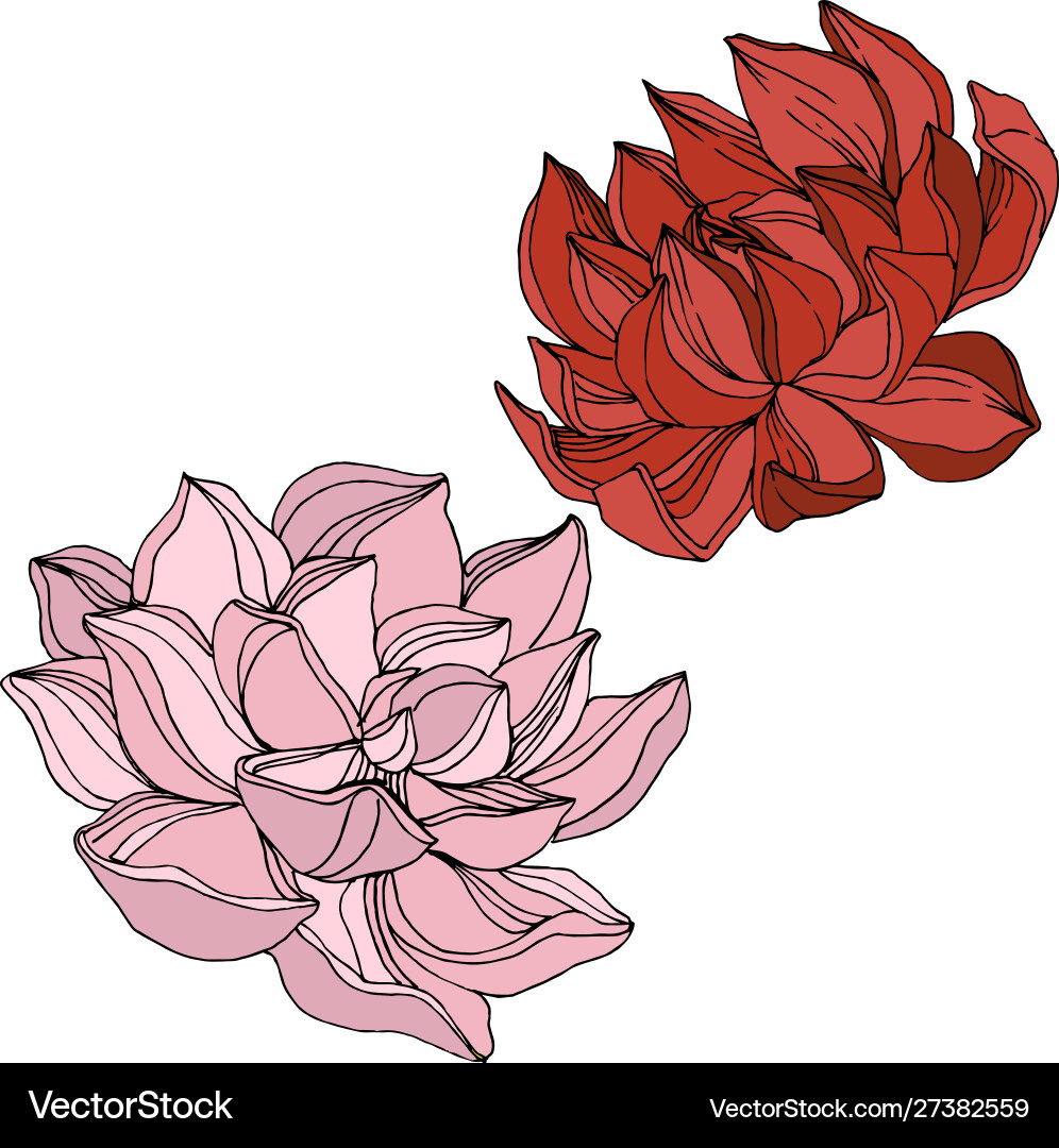 Succulent floral botanical flower engraved Succulent floral botanical flower engraved vector image