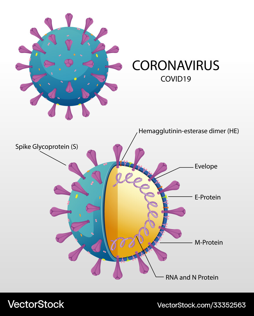 Diagram corona virus particle structure vector image