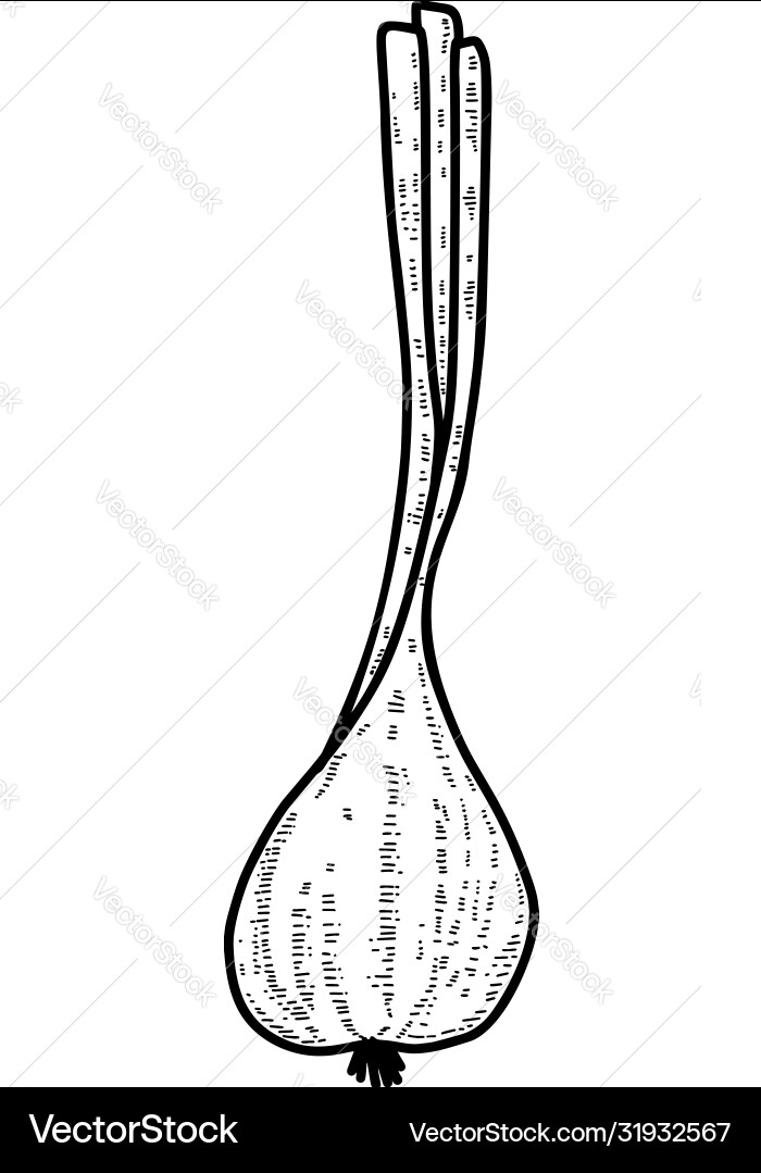 Onion in engraving style design element Onion in engraving style design element vector image