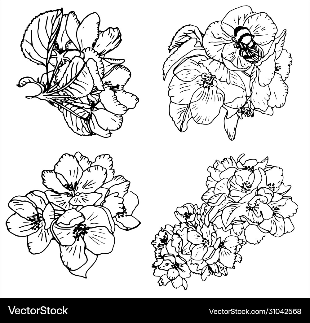Line art blooming apple isolated on white Line art blooming apple isolated on white vector image